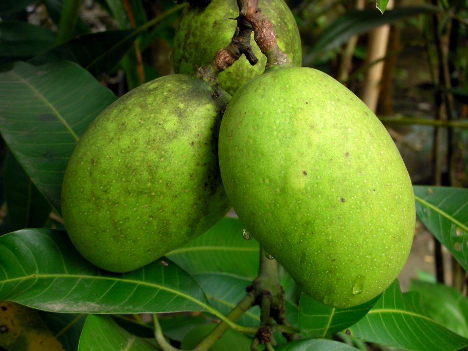 Инжир "Муасон черный Крымский"