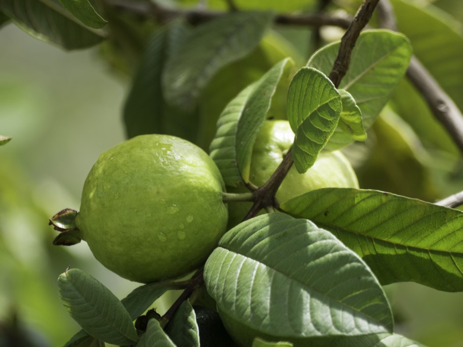 Guava фрукт