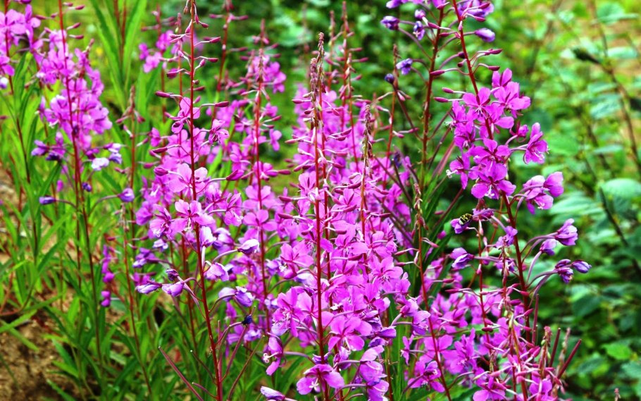 Кипрей узколистный узколистный