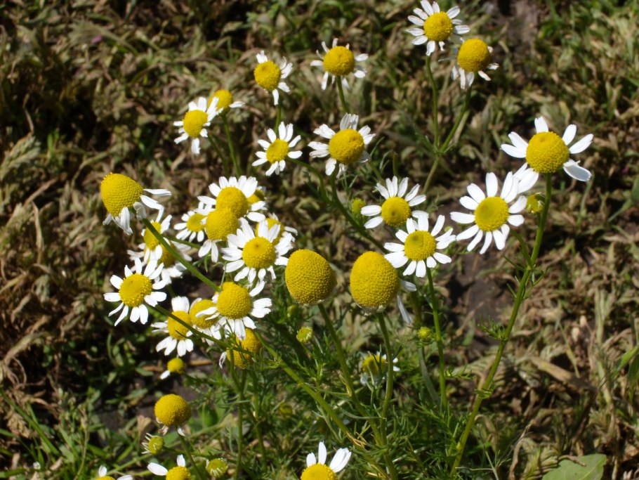 Растения Костромского края