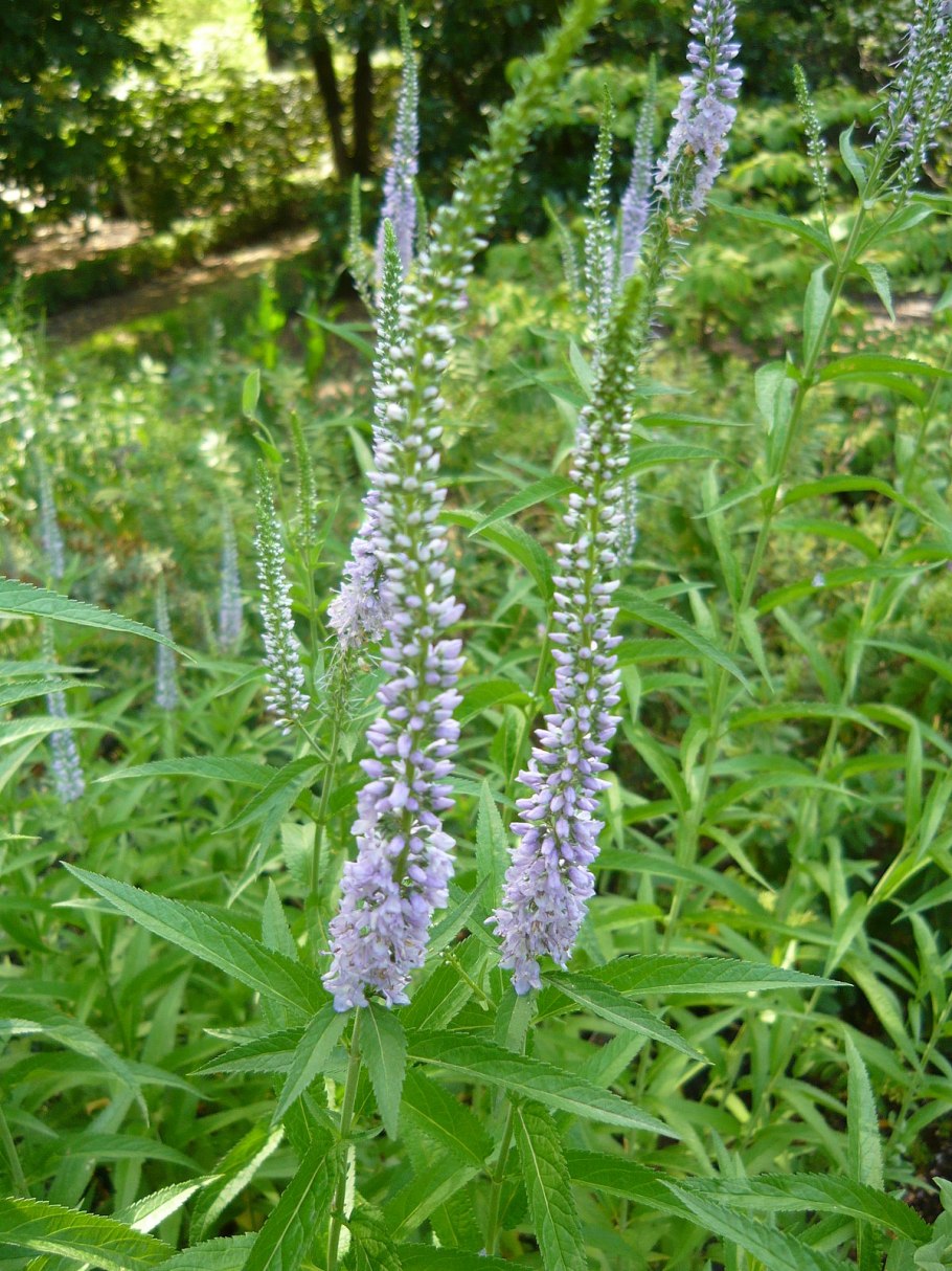 Растение Вероника длиннолистная