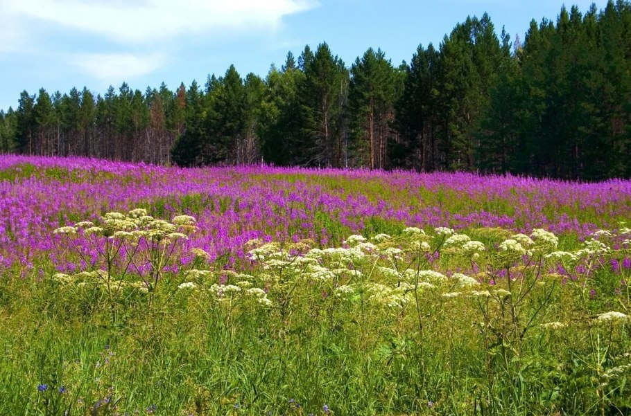 Северное разнотравье