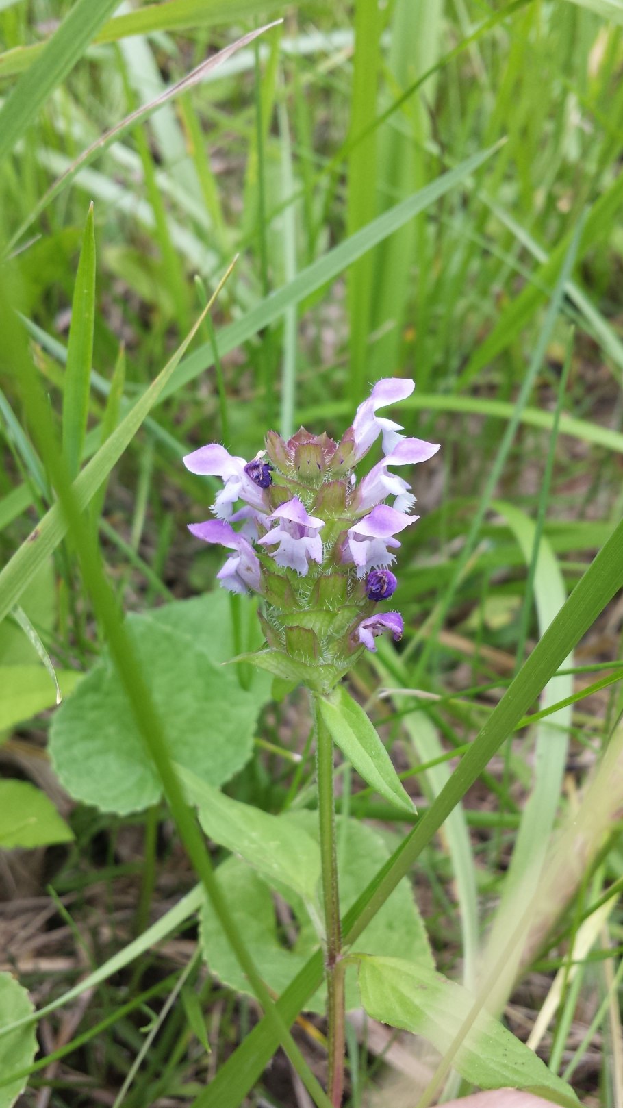 Prunella vulgaris