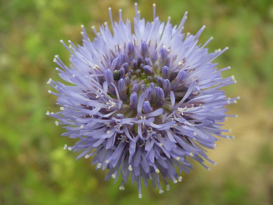 Травы Тверской области