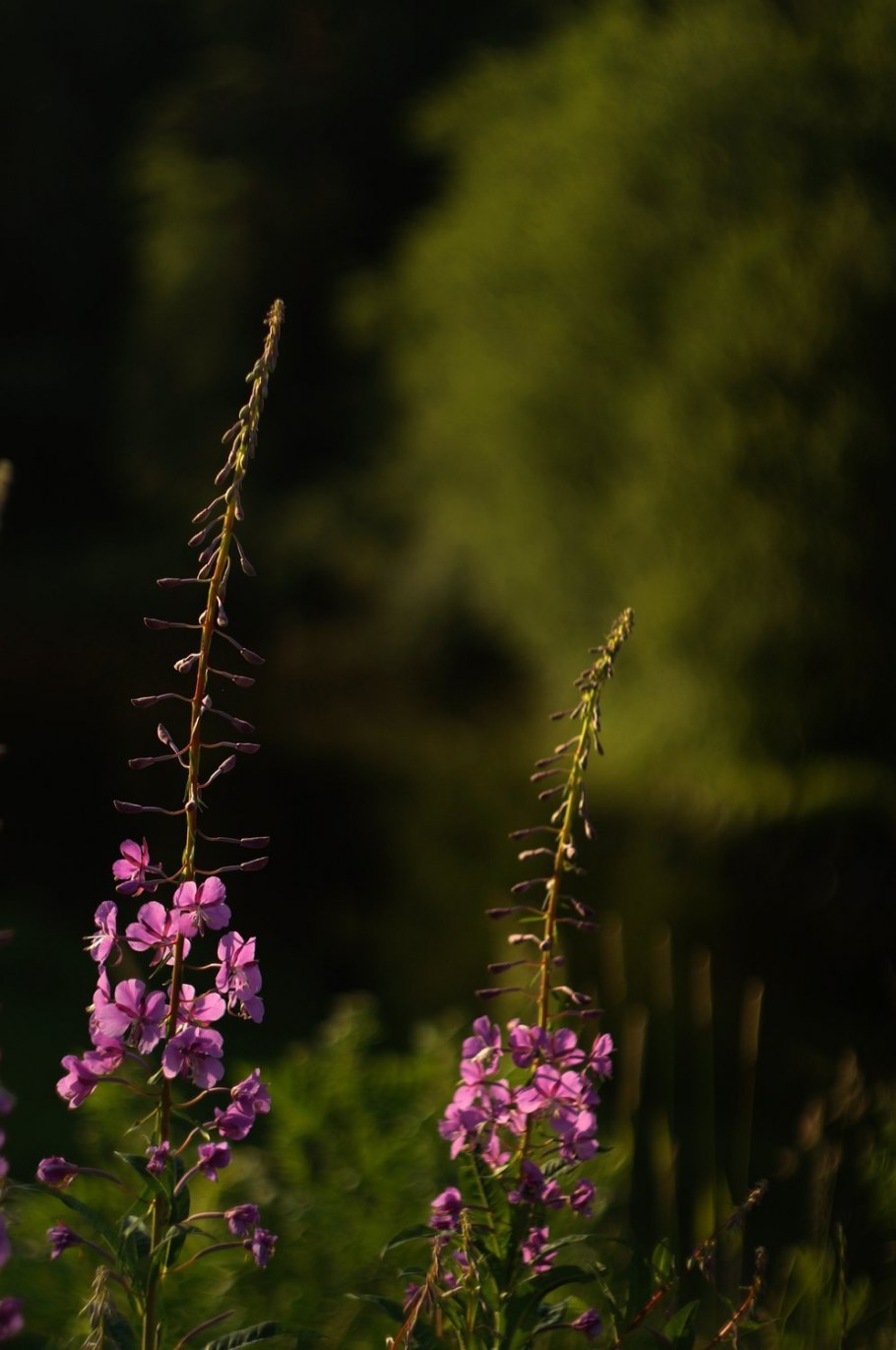 Лесные травы Карелии