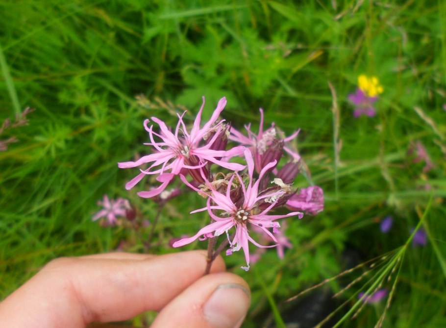Цветы Тверской области