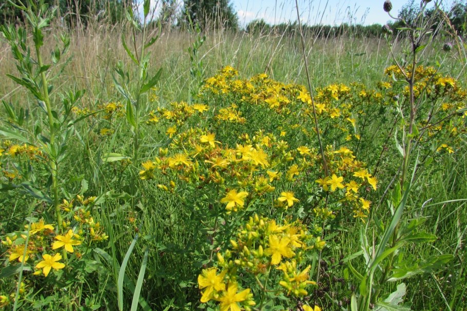 Hypericum inodorum