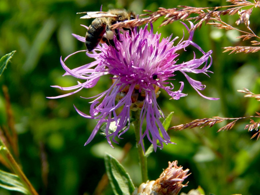 Клевер желтый