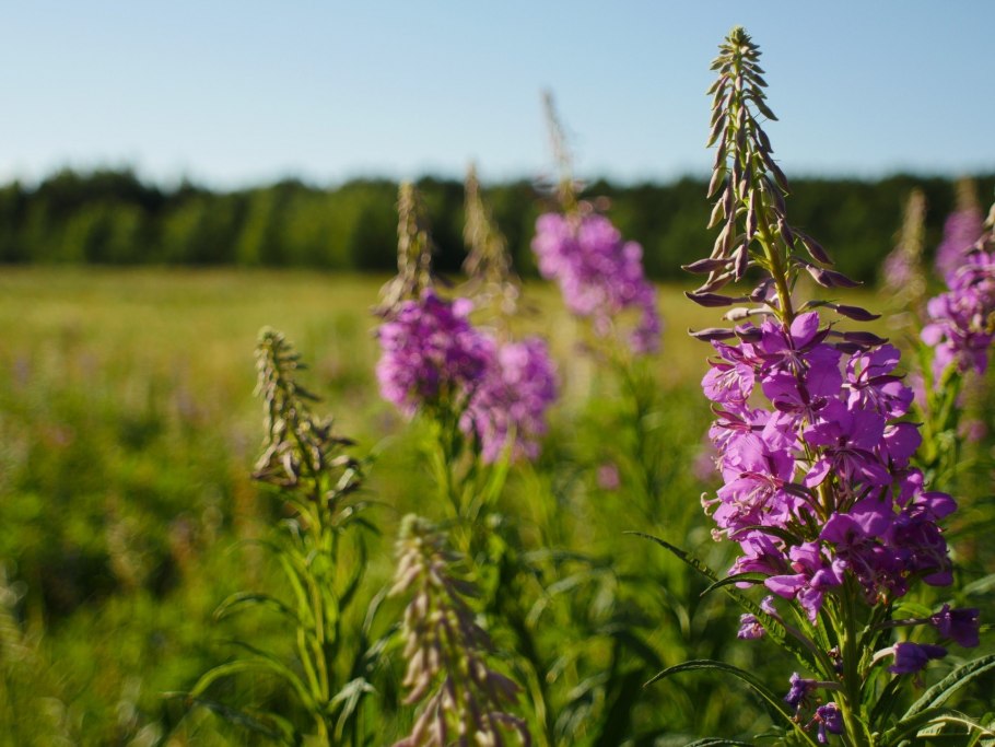 Тимьян ползучий (Thymus serpyllum)