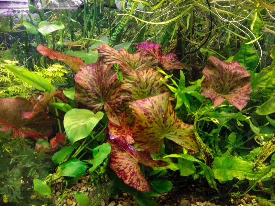 Nymphaea rubra аквариум