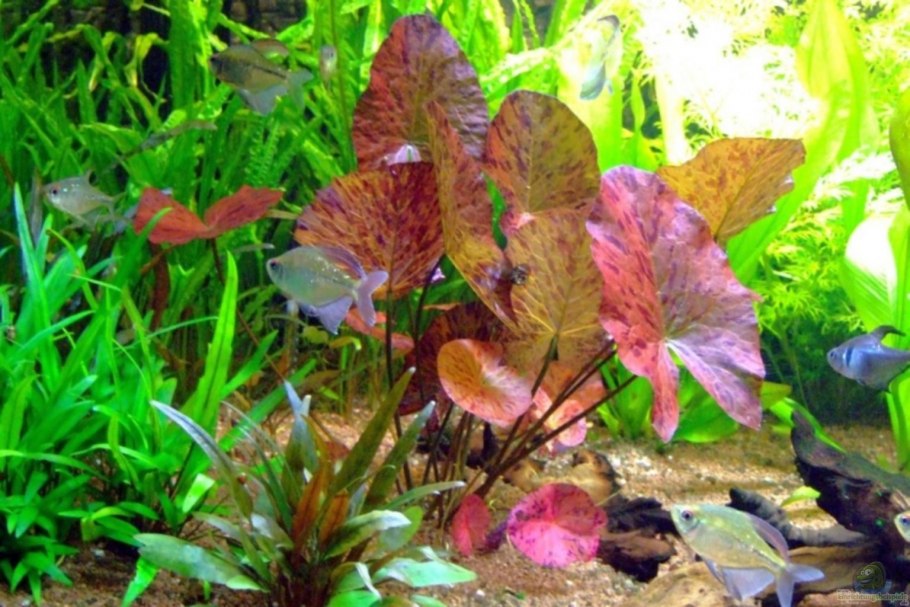 Нимфея тигровая красная (Nymphaea Lotus Red)