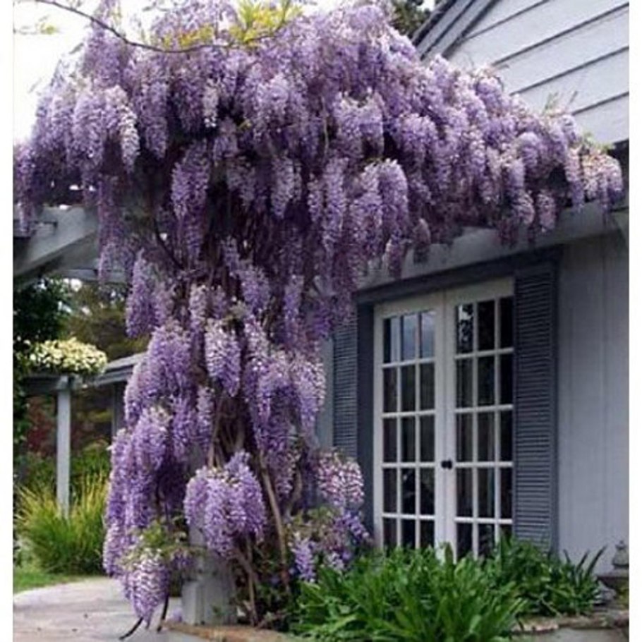 Глициния wisteria sinensis