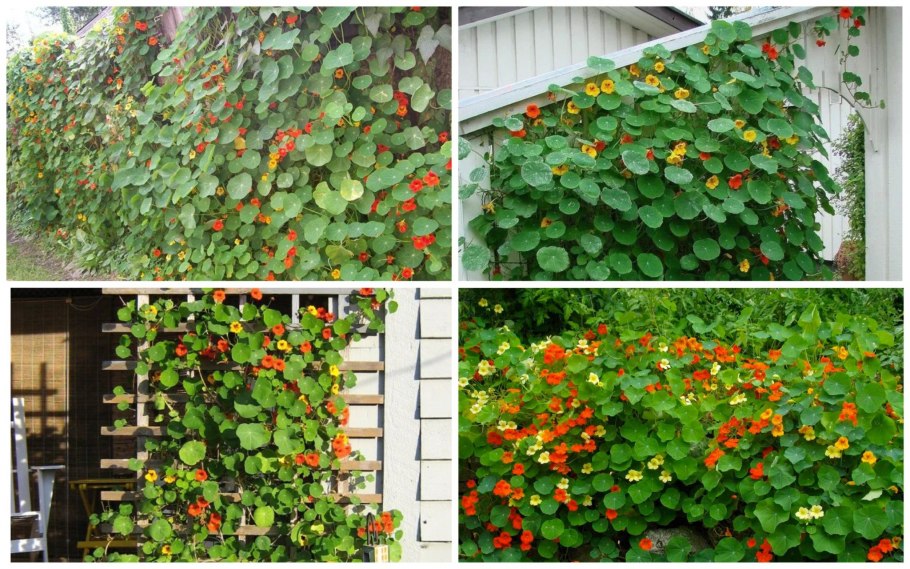 Дипладения мандевилла