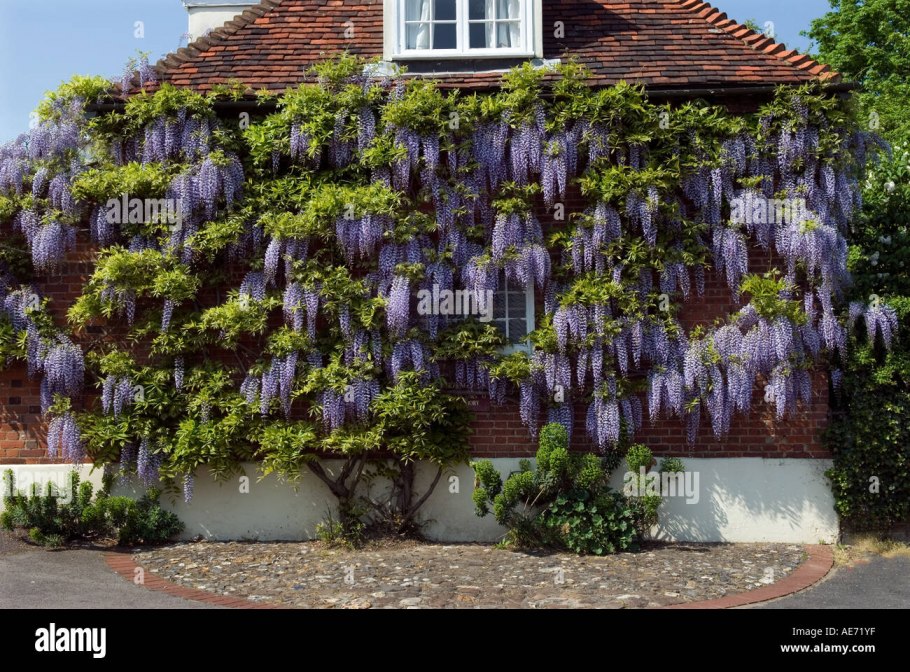Глициния Блю Мун
