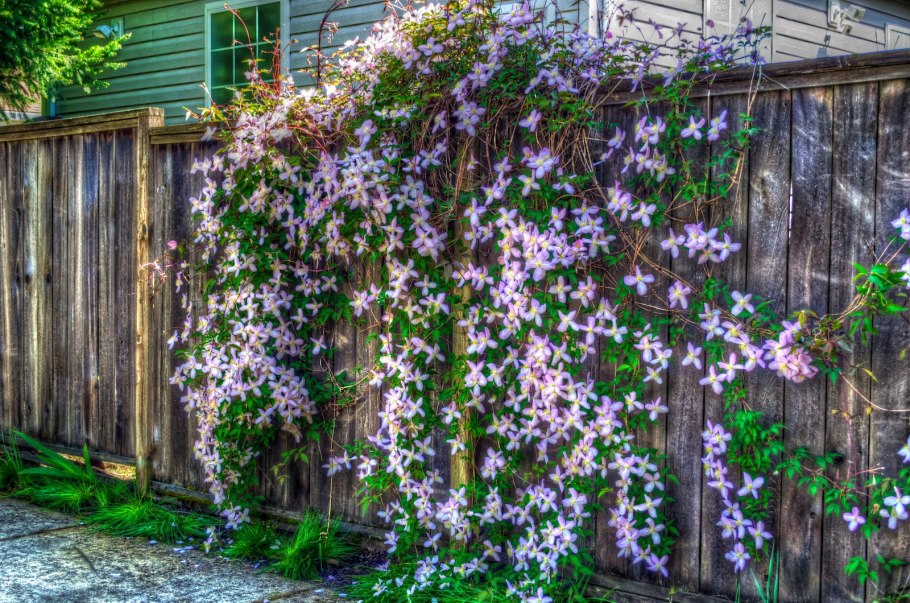 Клематис княжик изгородь