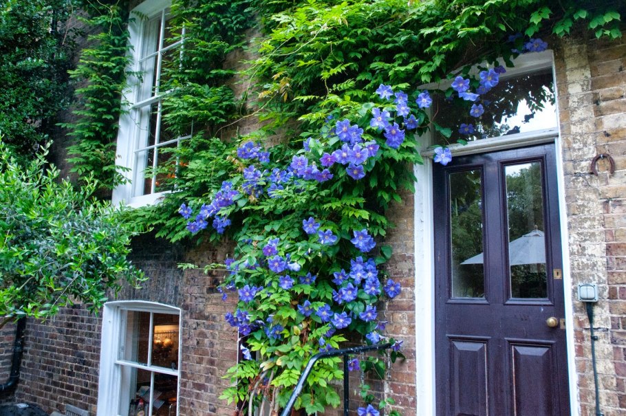 Актинидия коломикта Лиана