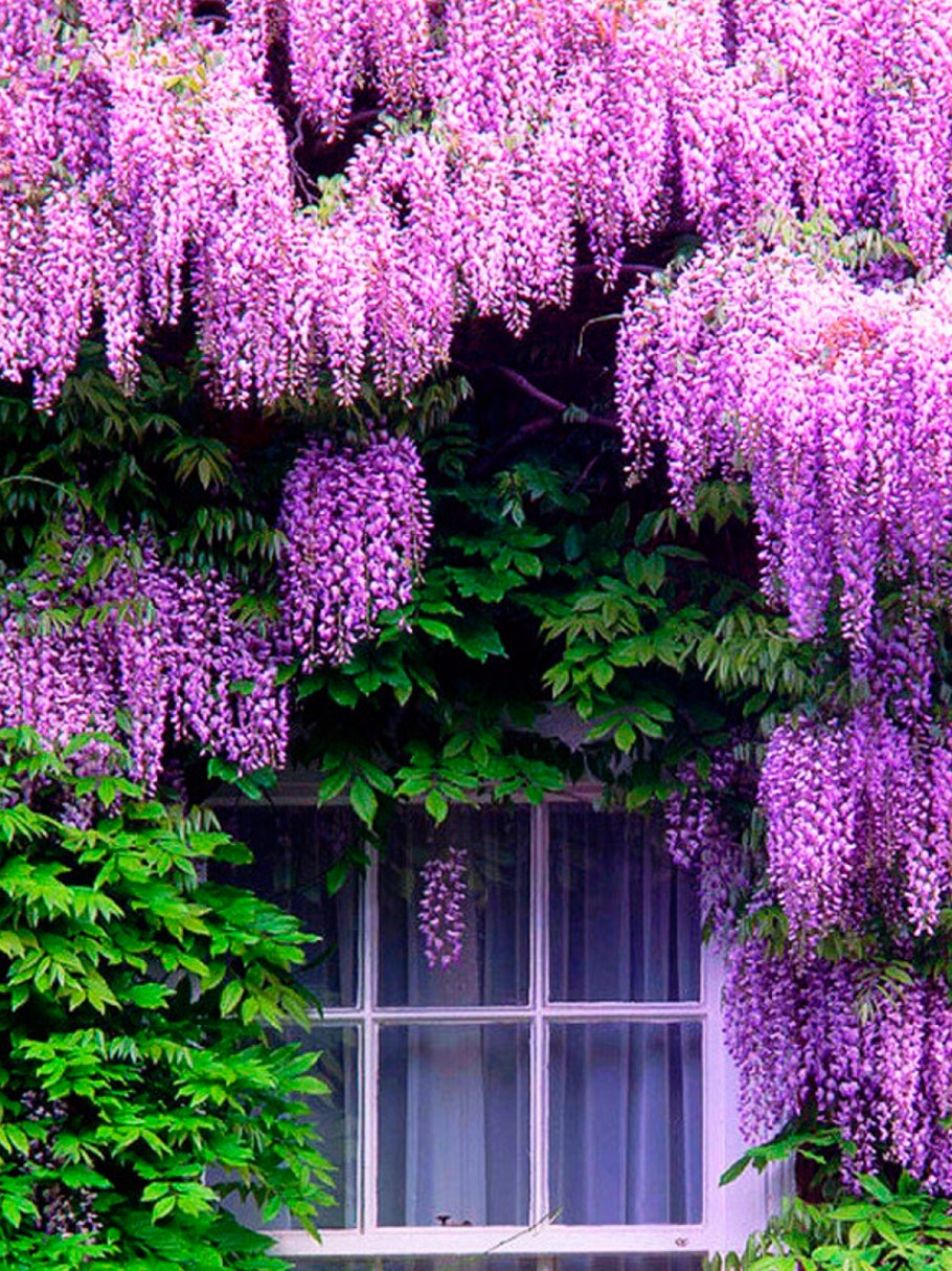 Живая изгородь в Сибири быстрорастущая многолетняя