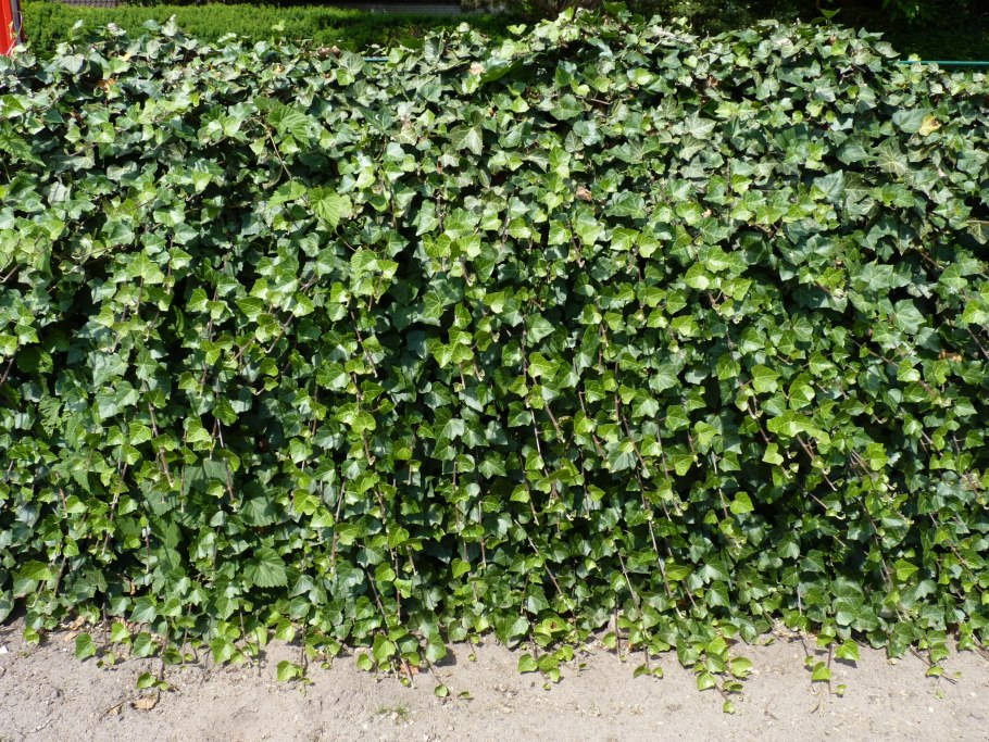 Вистерия Глициния