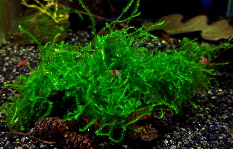 Наяс для аквариума. Мох distichophyllum Maibarae. Мох Districhphyllum Maibarae. Fissidens SP. Mini Nobilis. Moss Districhphyllum Maibarae.