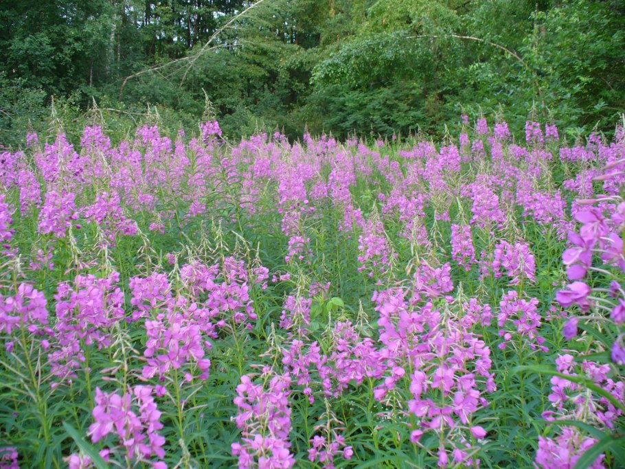 Донник Иван чай