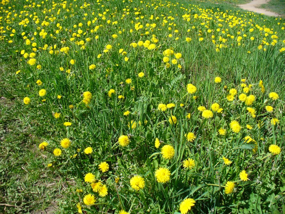 Растения Подмосковья