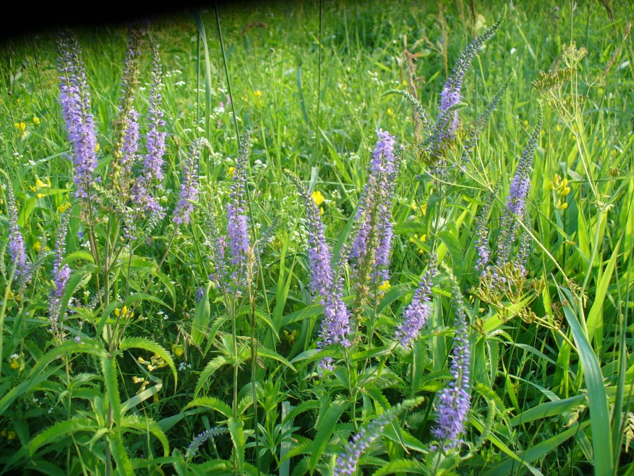 Вероника длиннолистная медонос