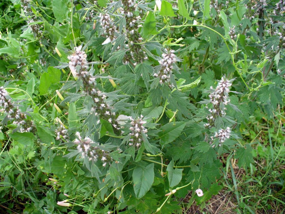 Лекарственная трава пустырник