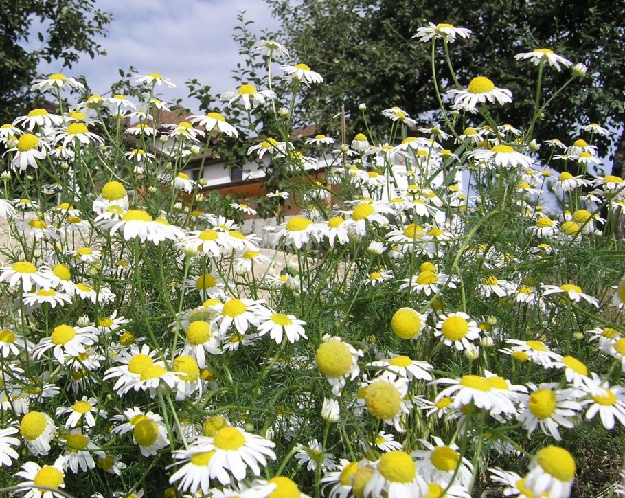 Полевые цветы Омской области