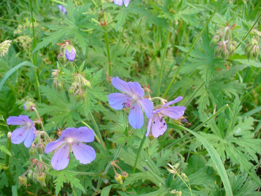 Иван да Марья герань