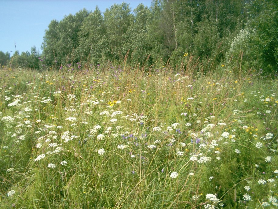 Лечебные растения Подмосковья