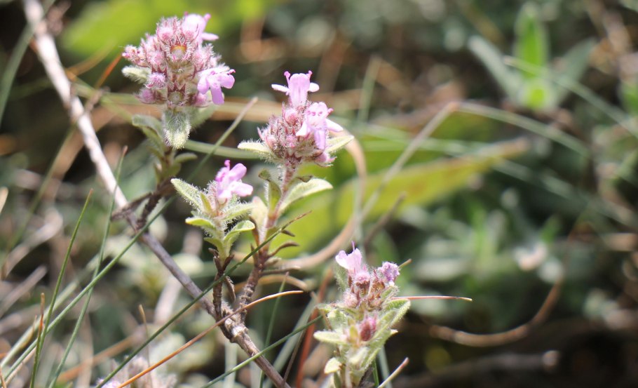 Лечебная трава которая цветет в конце мая