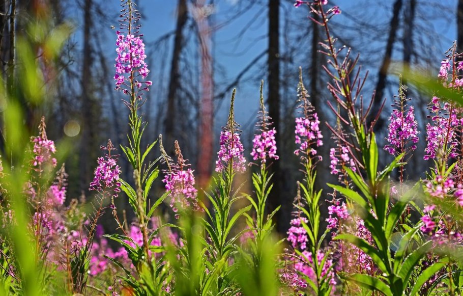 Лесные травы