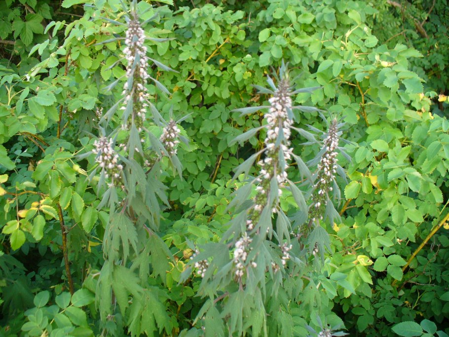 Цветок похожий на пустырник