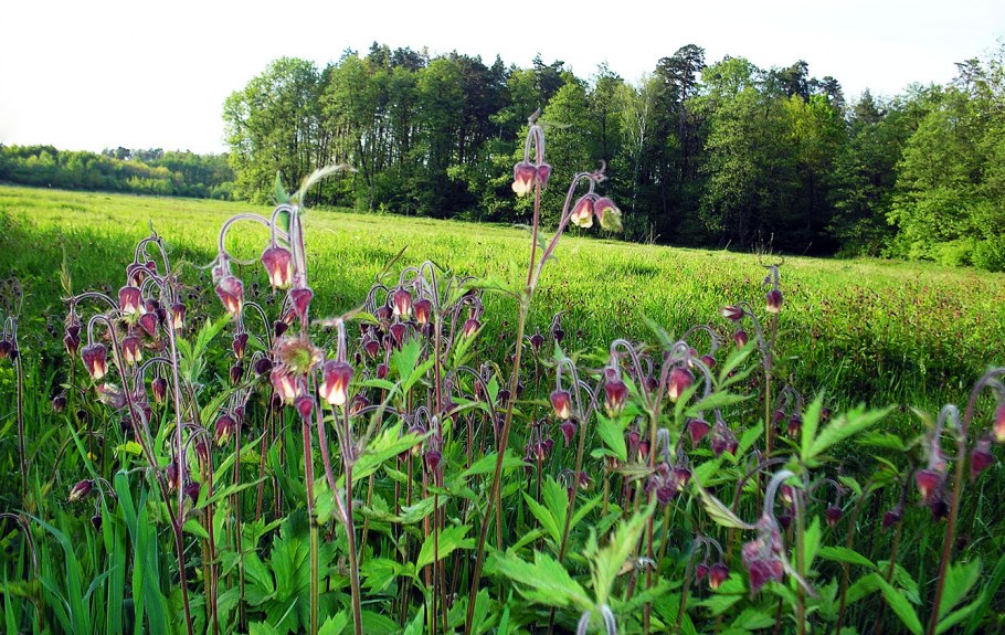 Высокорослые травы Подмосковья