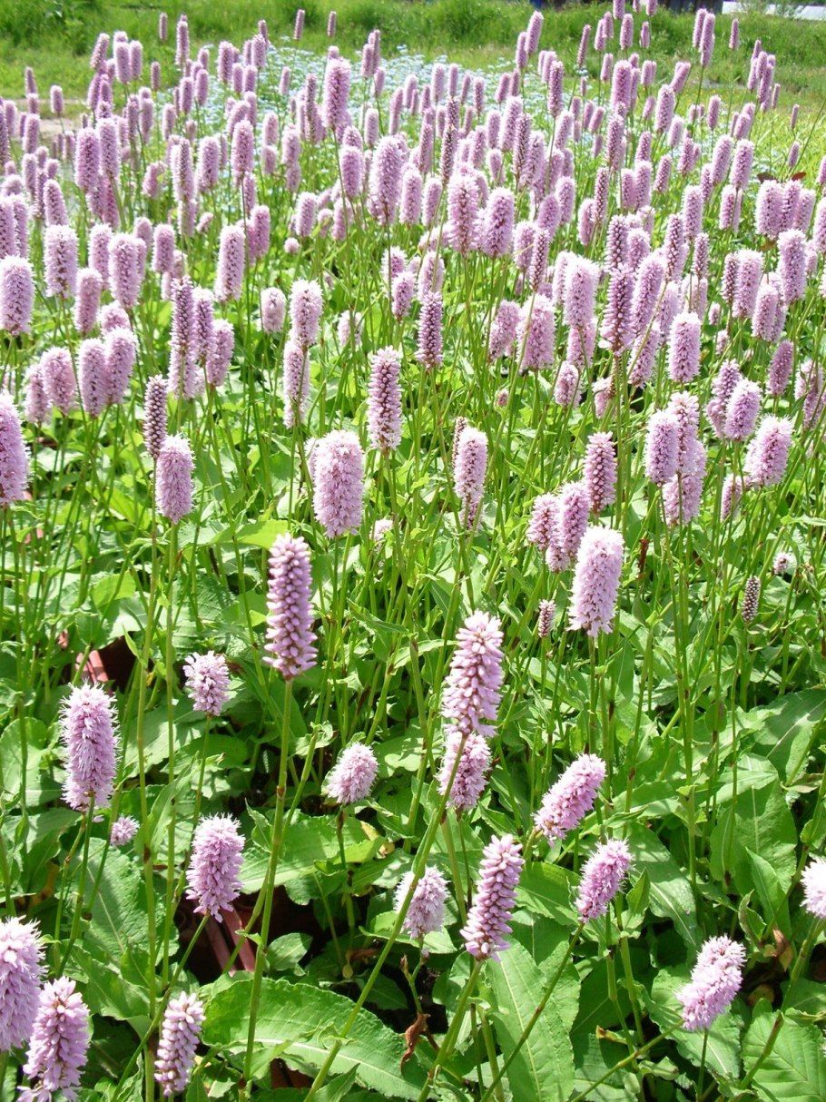 Горец змеиный (Polygonum bistorta l.)