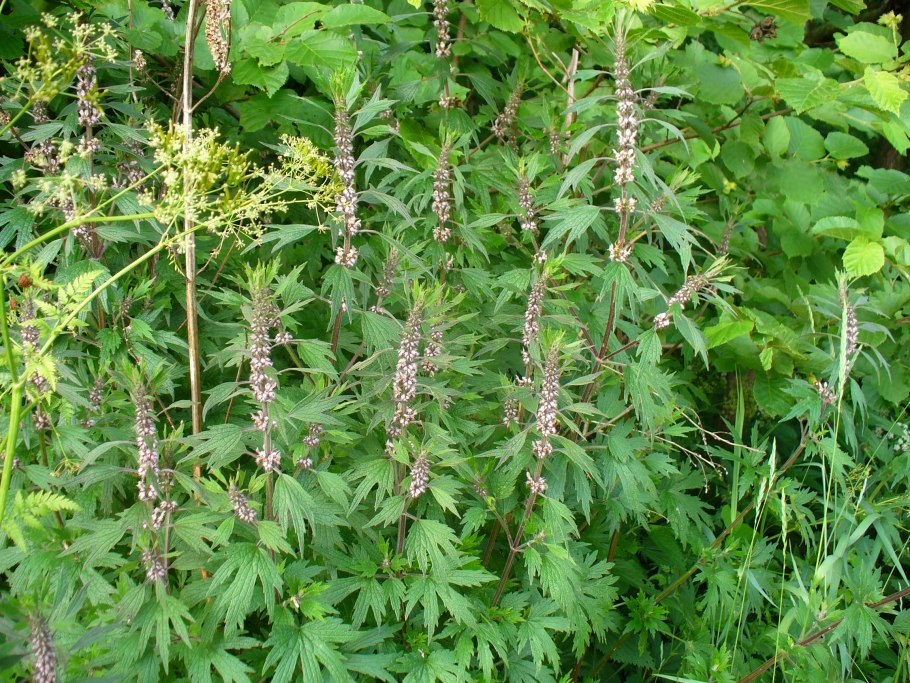 Пустырник растение