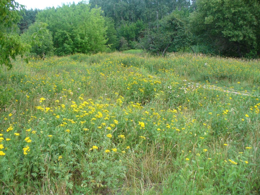 Дикорастущие травы Подмосковья