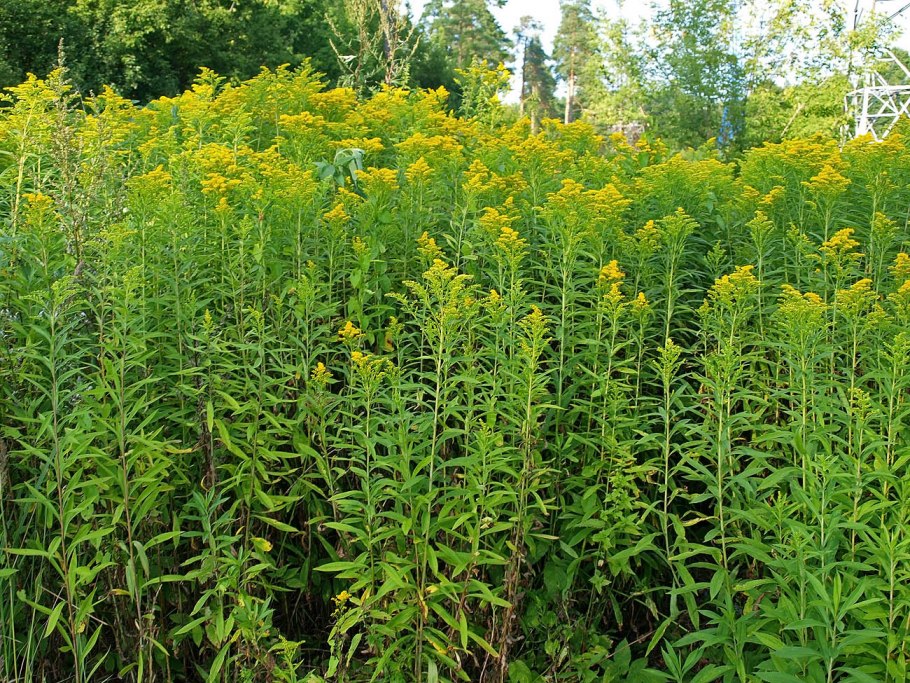 Растения Подмосковья