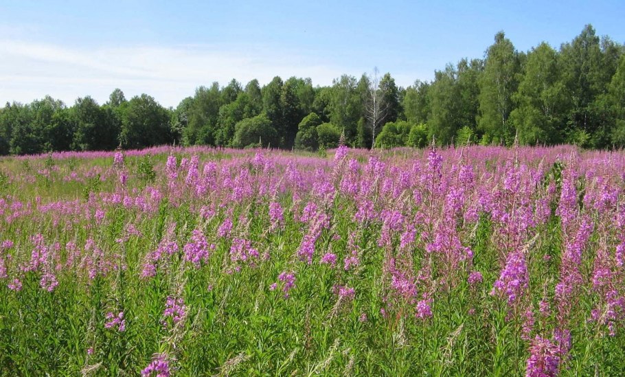 Медоносные Луга Марий Эл