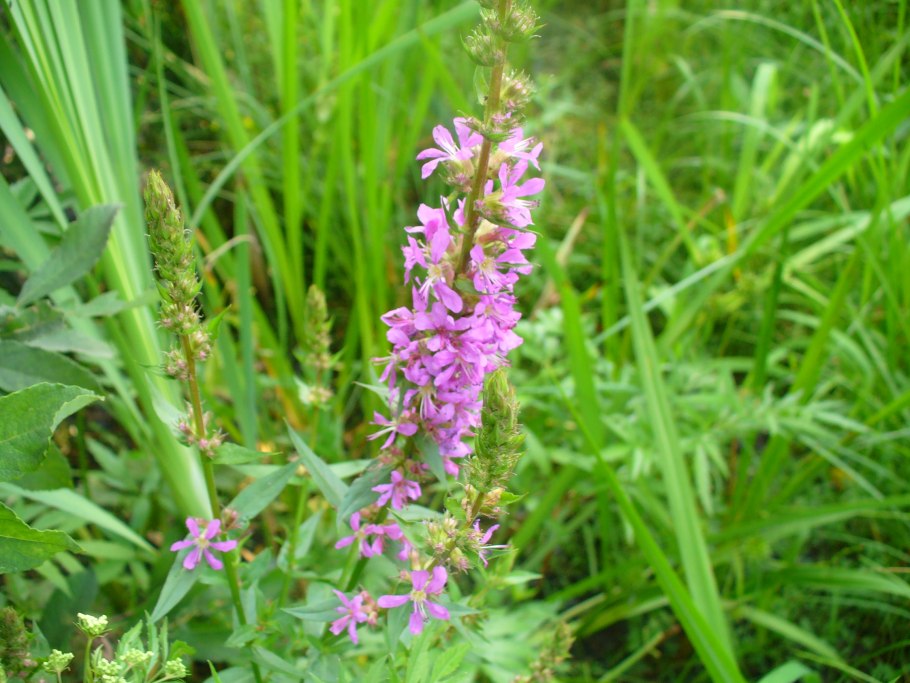 Целебные травы Подмосковья