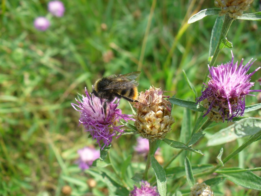 Полевые растения Подмосковья