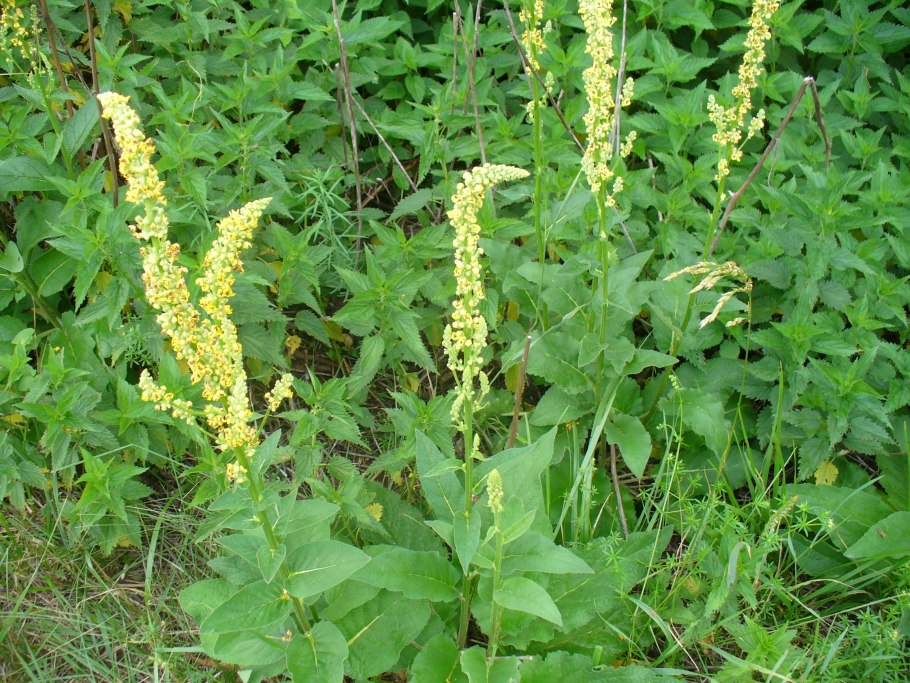 Коровяк растение