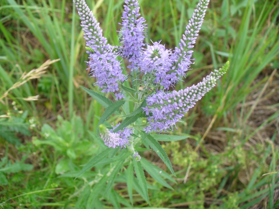Вероника длиннолистная 'Marietta'