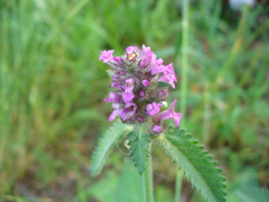 Цветущие травы Подмосковья