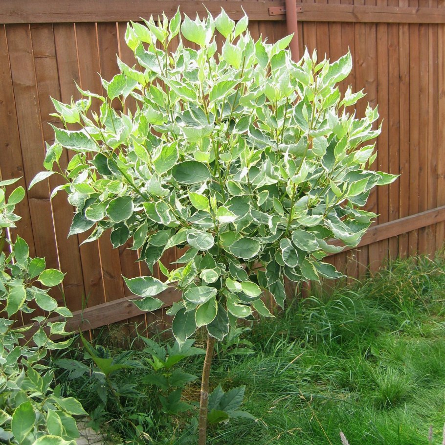 Дерен белый Сибирика Вариегата