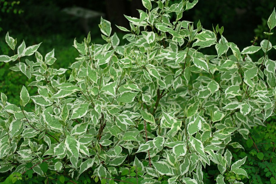 Дерен Элегантиссима