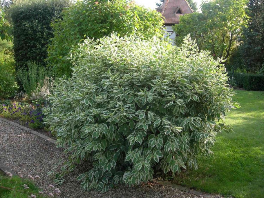 Дерен белый айвори Хало