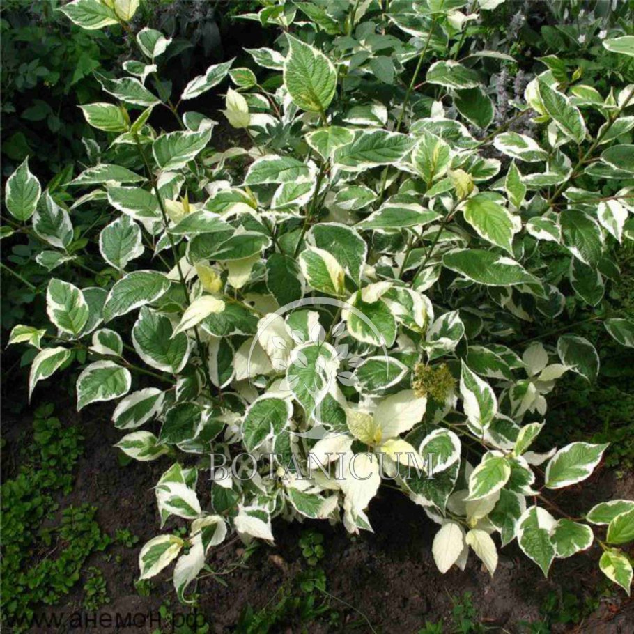 Дерен белый Сибирика Вариегата