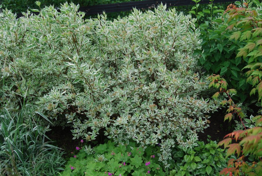 Дерен белый 'elegantissima'