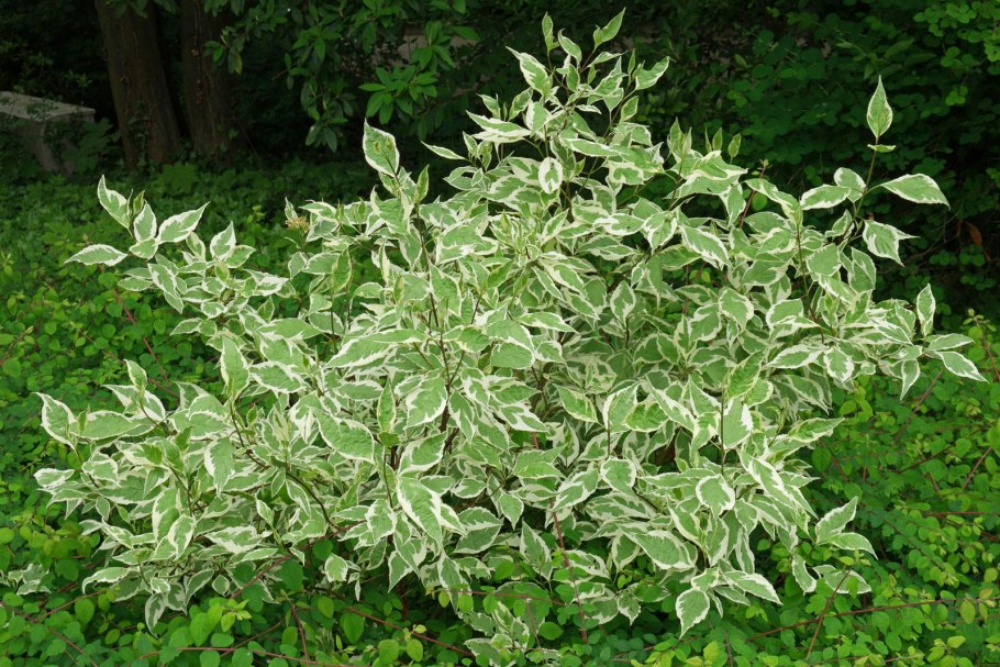 Дерен белый Cornus Alba Argenteomarginata